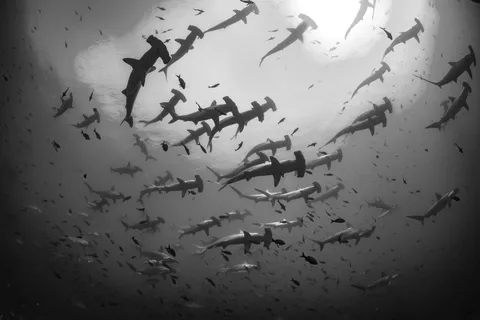 Sharks swimming in the ocean
