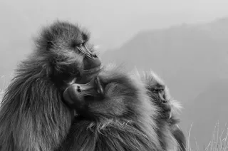 Video Left (All Content; Mobile Body Under)