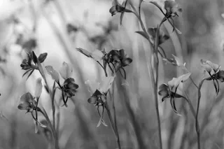 Video Right (All Content; Mobile Body Under)