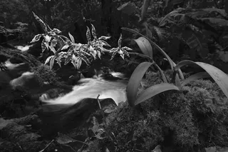 Image Left (No Body)